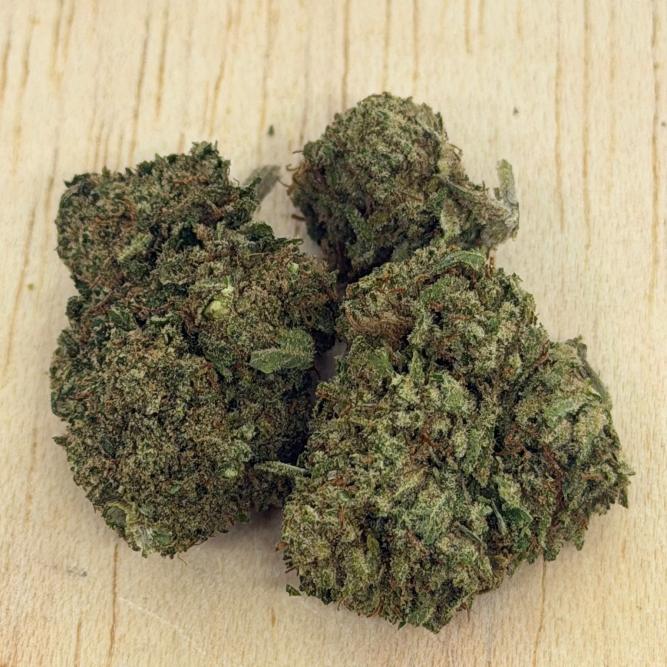 Mimosa – Cannabis sativa L. Blüten