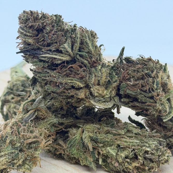 Tropical – Cannabis sativa L. Blüten